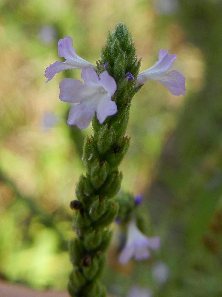 Verbena officinalis / Verbena comune